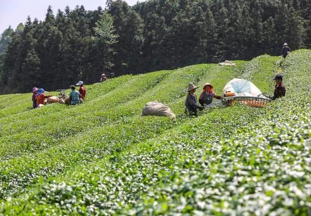 茶博会展台搭建